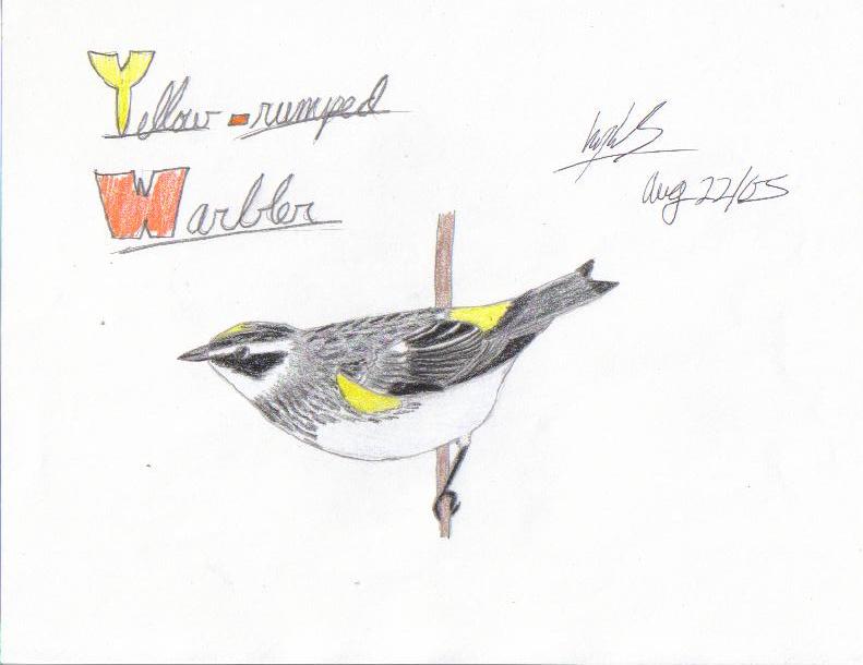 Yellow-rumped Warbler by Kaira