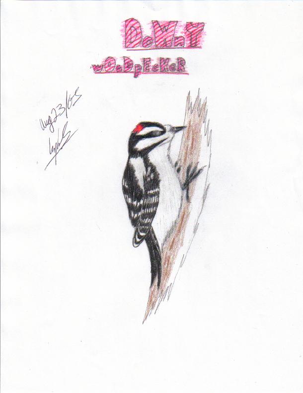 Downy Woodpecker by Kaira
