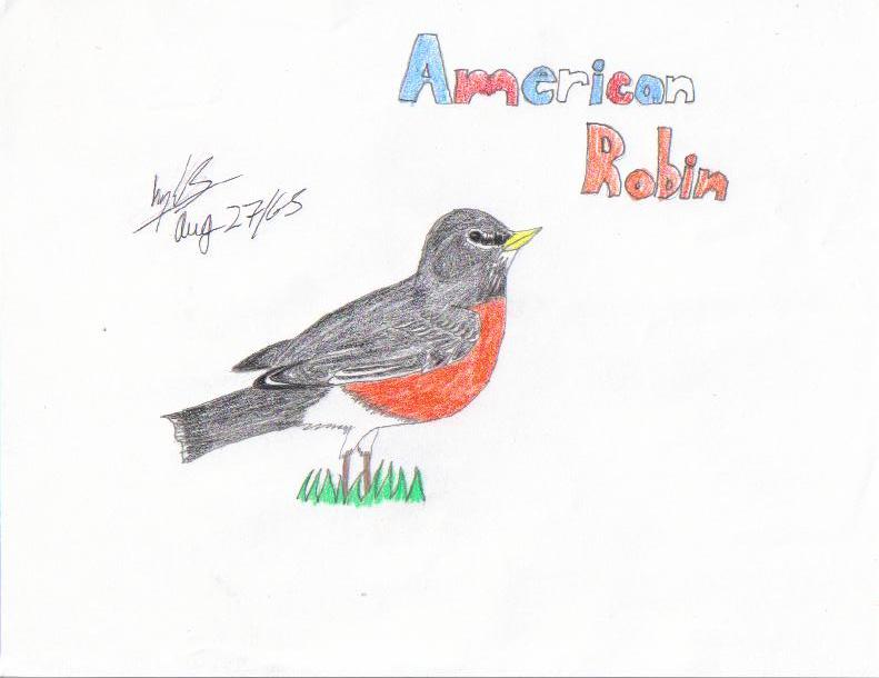 American Robin by Kaira