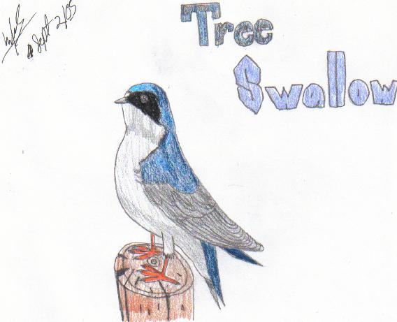 Tree Swallow by Kaira