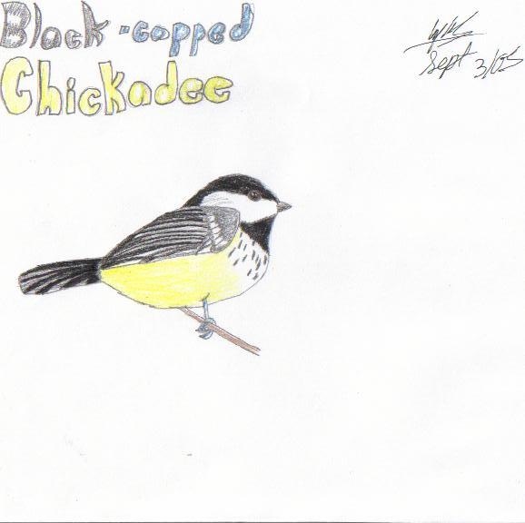 Black - capped Chickadee by Kaira