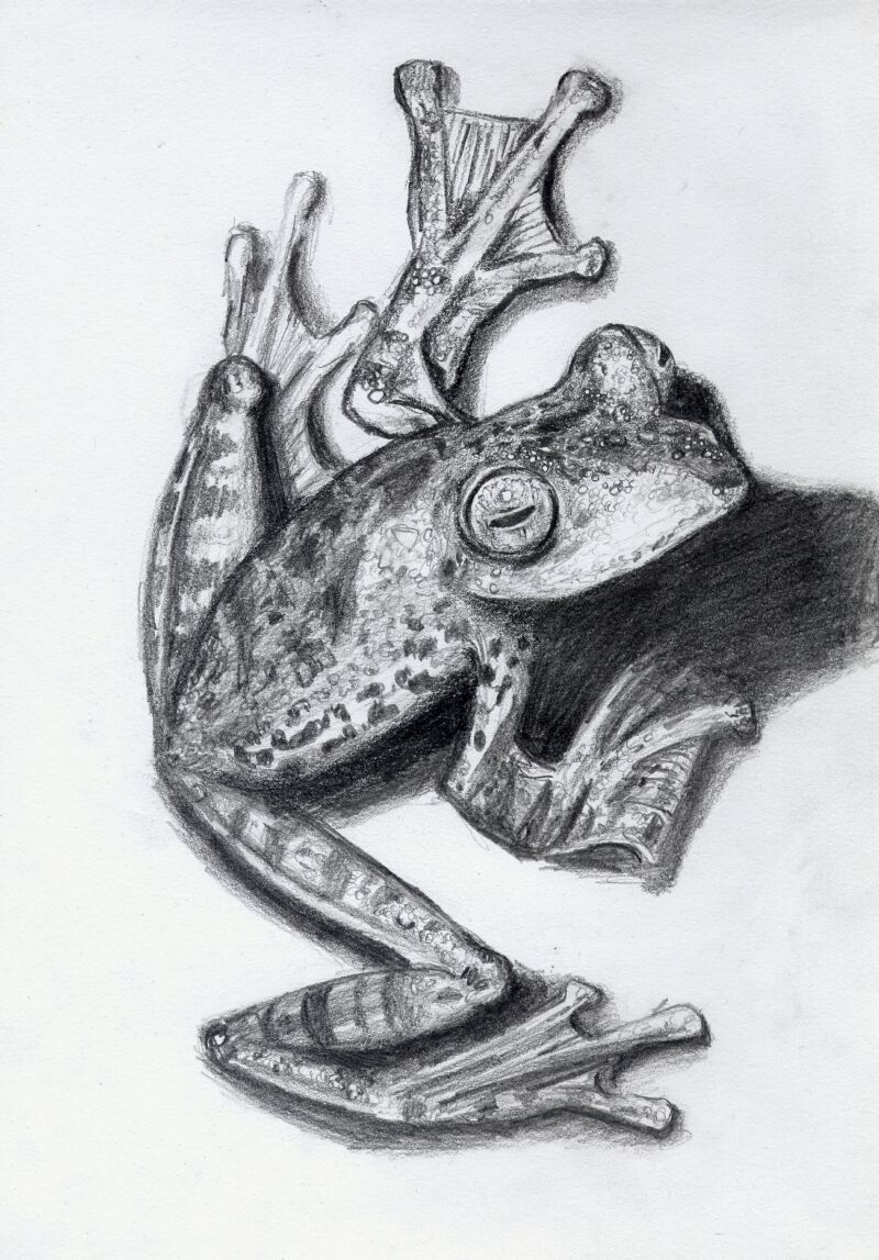 Frog number 1 by Kasienka