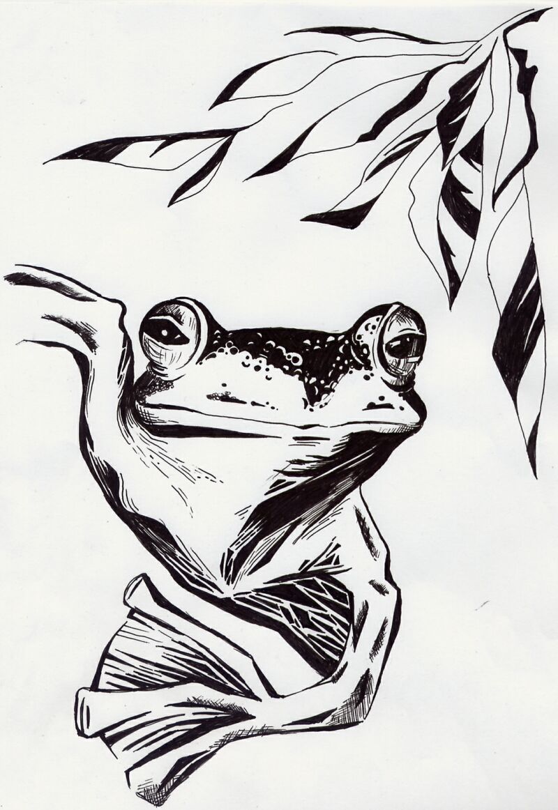 Frog number 3 by Kasienka