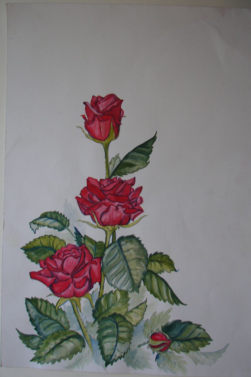 Roses by Kasienka