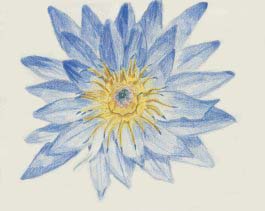 *Request* Blue Lotus by Kes