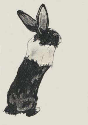 *Rabbit Series* Morgan by Kes