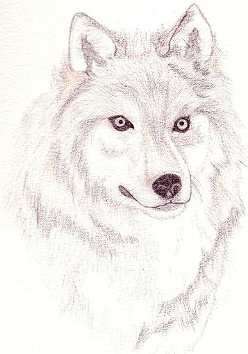 Realistic Wolf by KibaFang