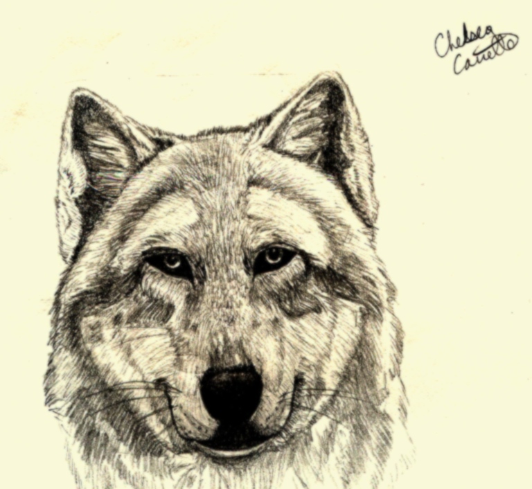 Timberwolf by Kitzy