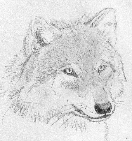 Wolf Stare by Kitzy