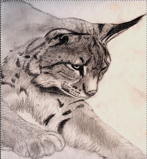 Lynx by Kitzy