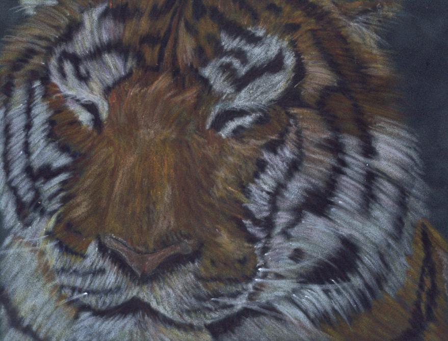 Siberian Tiger by KlumsyAssassin