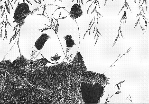 mr. panda! by Koikaji_Saru_the_Wierd_O