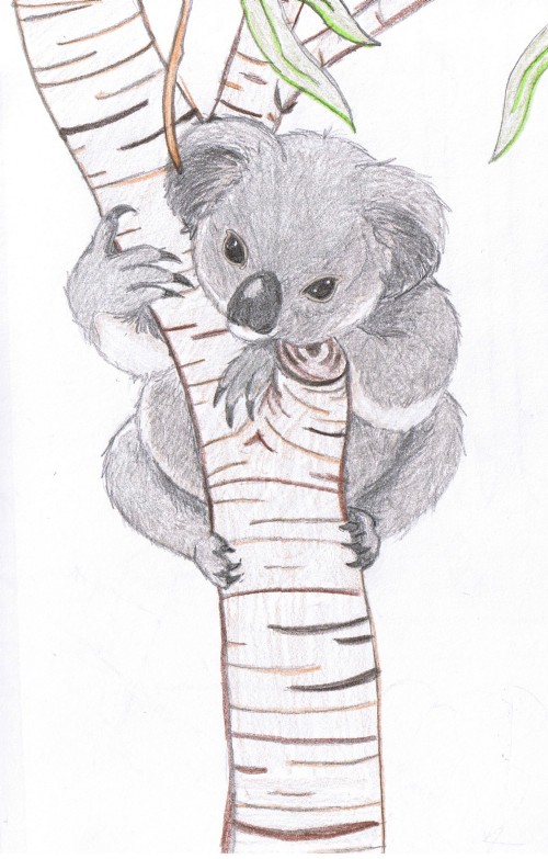 Teh Koala by Kumquat
