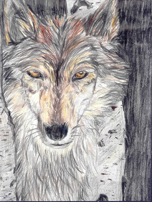 Wolf Portrait by Kuroko