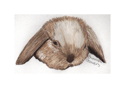 Rabbit by KusariTasogare