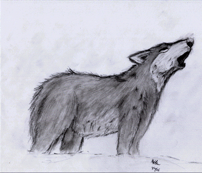 Wolf by kchen