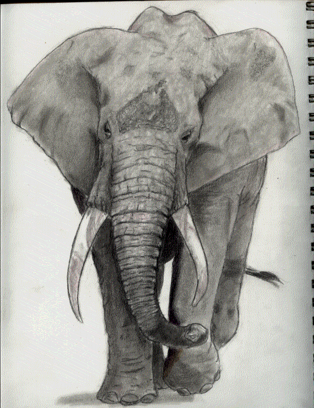 Elephant by kchen