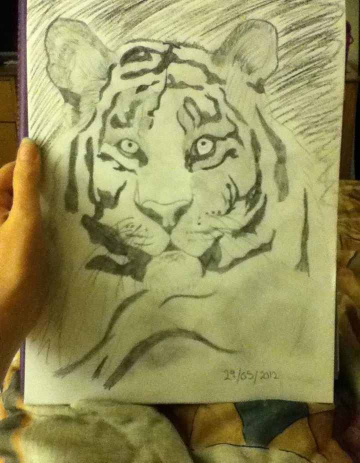 Tiger by kerrysh