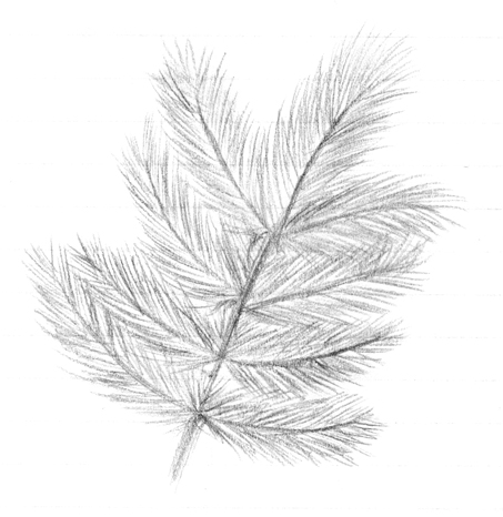 Pine Branch by kittyshootingstar