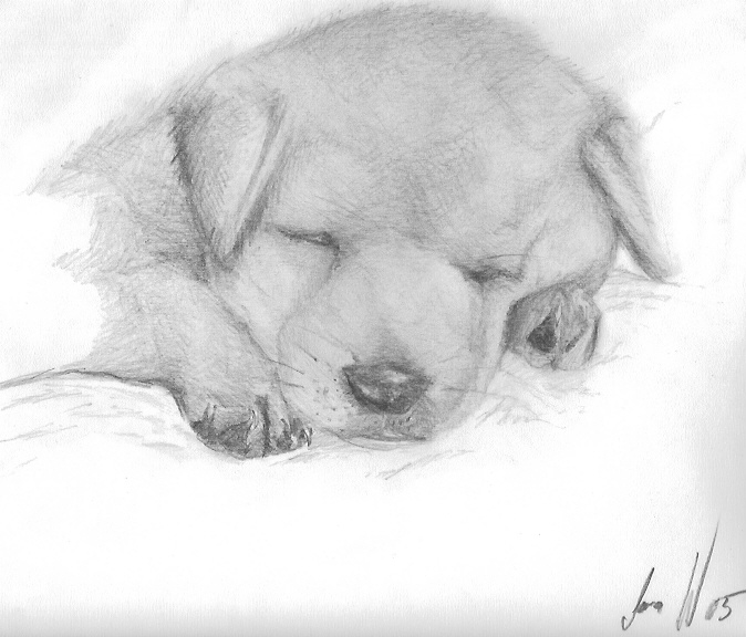 A little doggy :) by kokkaburra