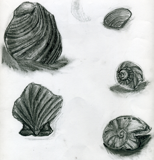 Shell Sketches by Light_Eco_Gal