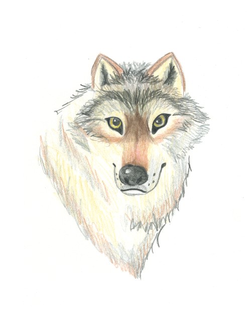 Wolf Sketch by Lil-Misfit