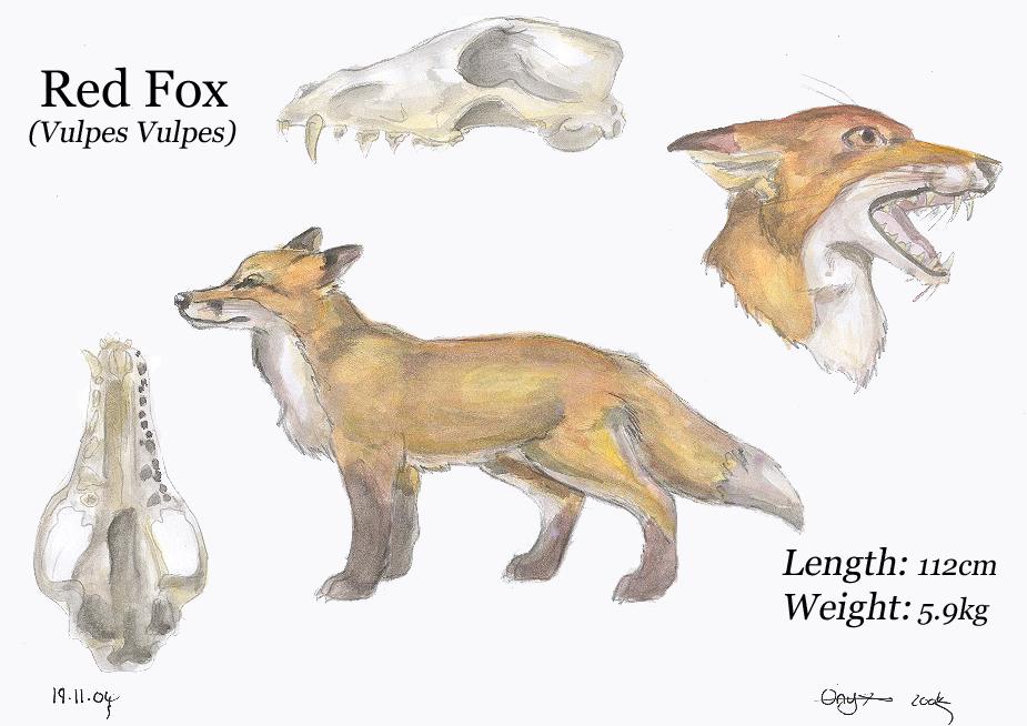 Red Fox Reference Sheet by LiquidOnyx