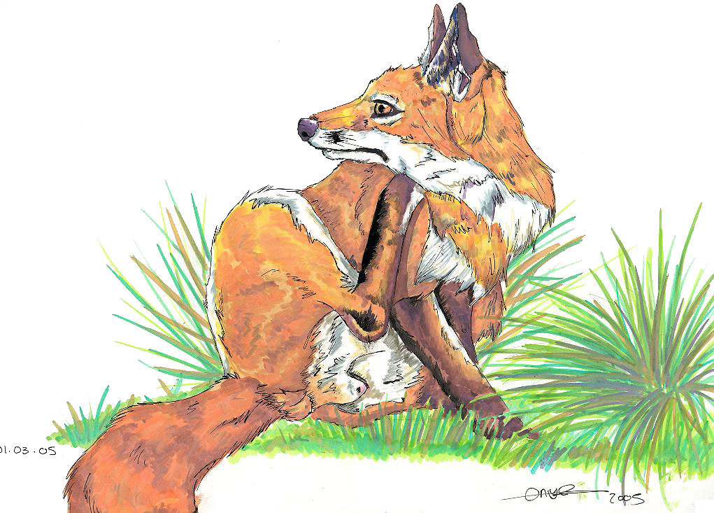 Fox with an Itch by LiquidOnyx
