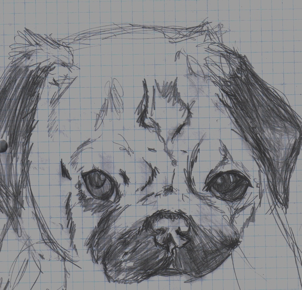 sketch pug by lemony_chan