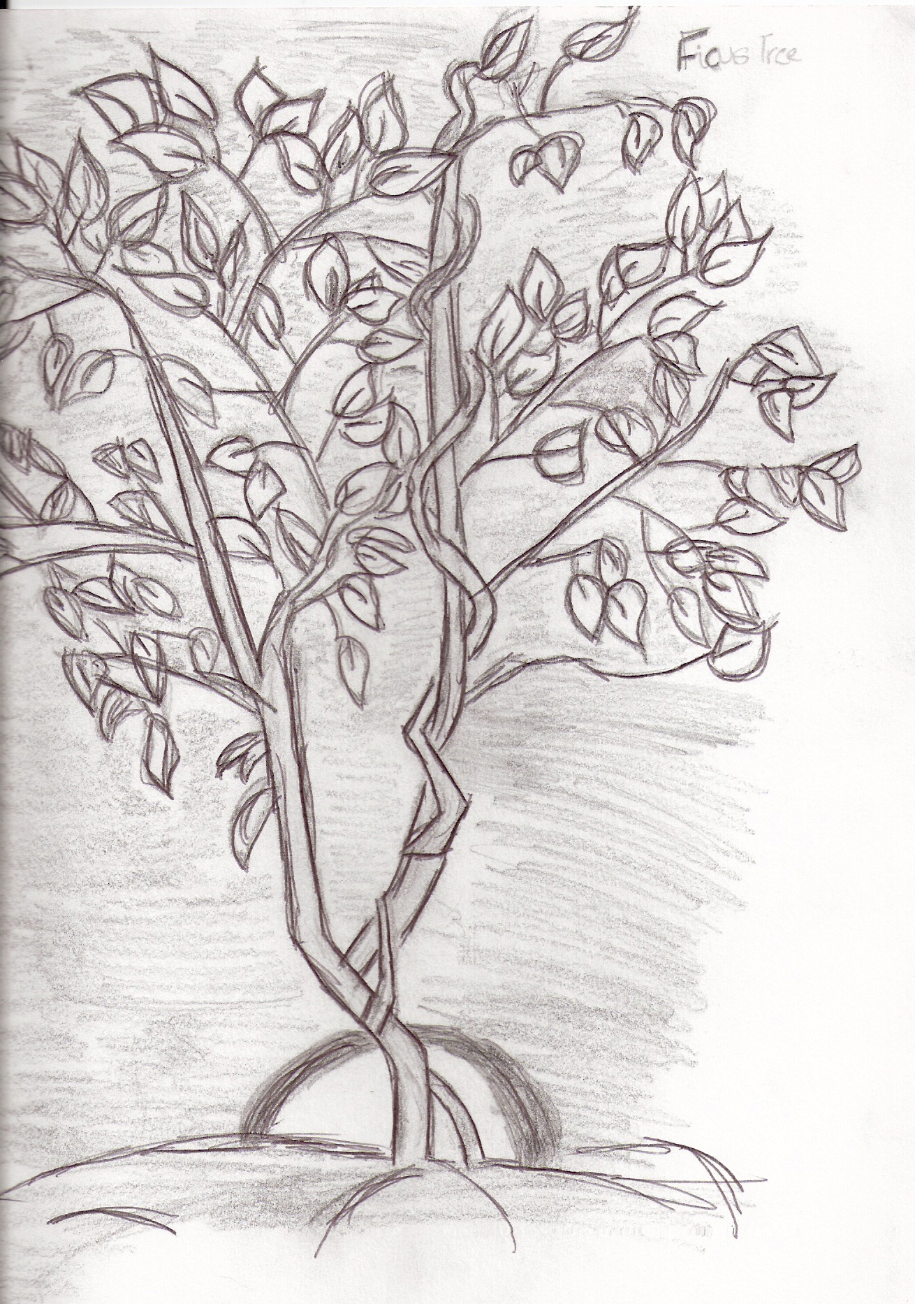 Really Old Drawing of A Ficus Tree by lupinsmyman