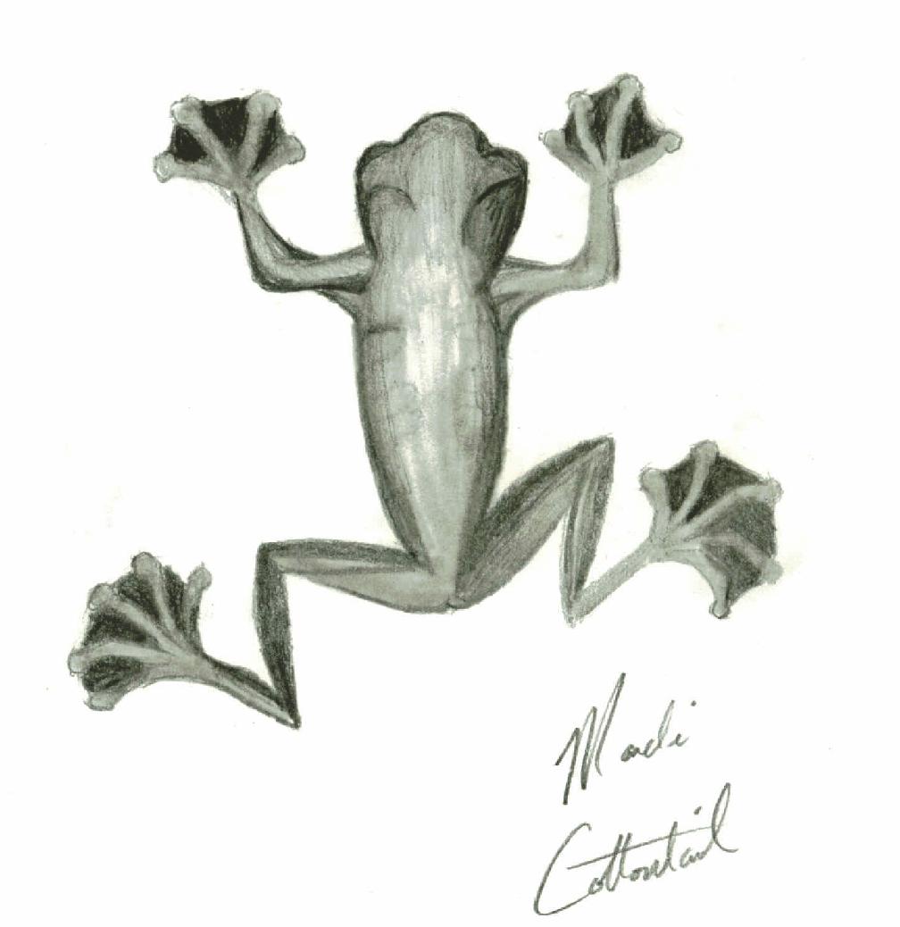 Froggie by Mandi_Cottontail