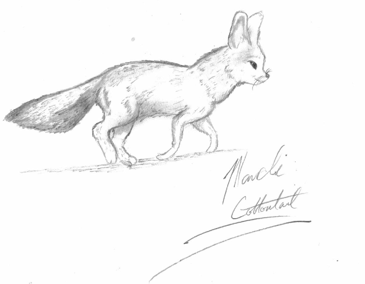 Fox by Mandi_Cottontail