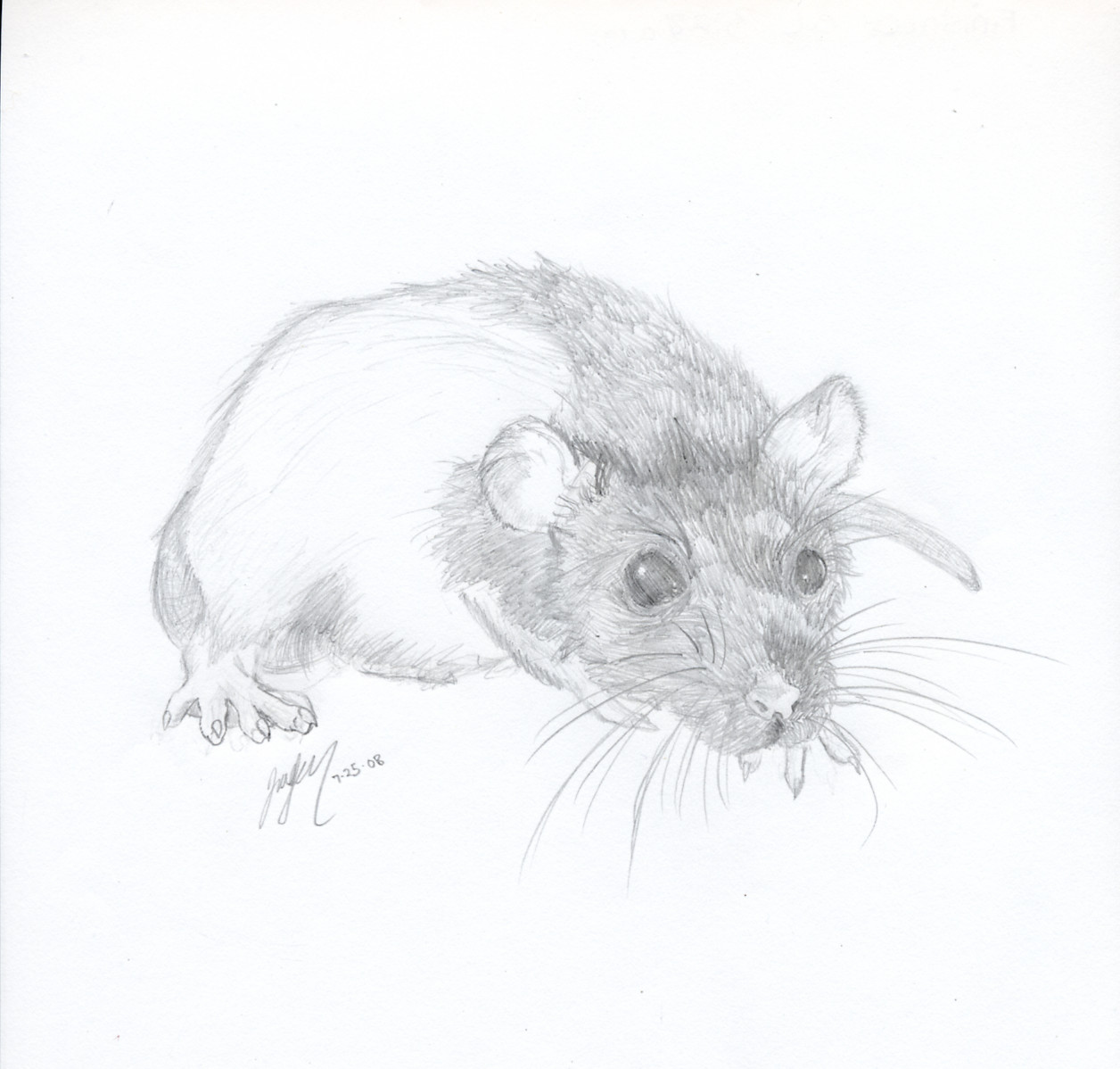 Rat by Mataime