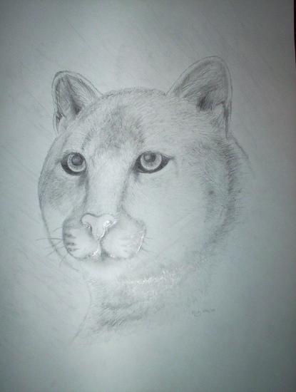 Majesty (cougar portrait) by Miralynne