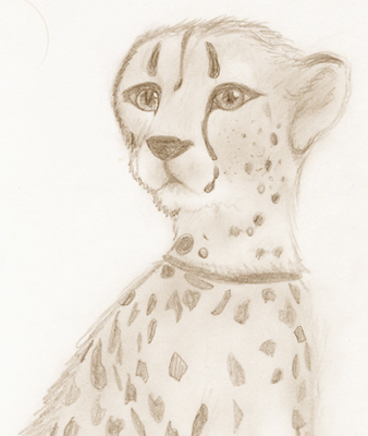 *Cheetah by Misao_Citrus