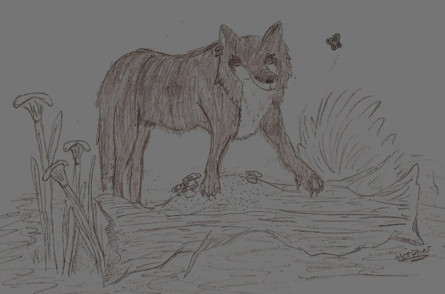 Wolf Exploring by Morpher