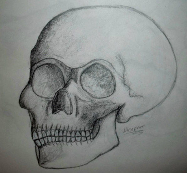 Skull by Morpher