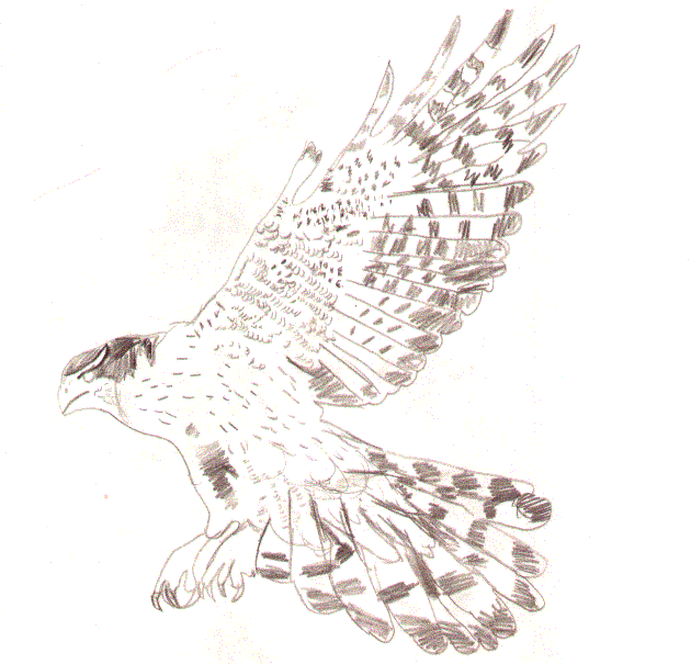 Hawk (so old i forget when i drew this) by MorthaUnderwood