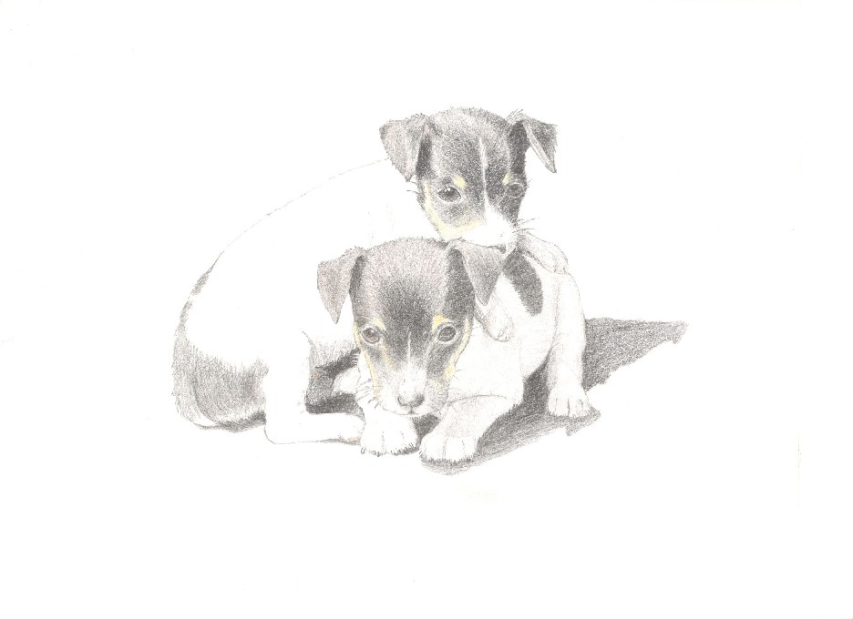 JRT puppies by MountainLilly