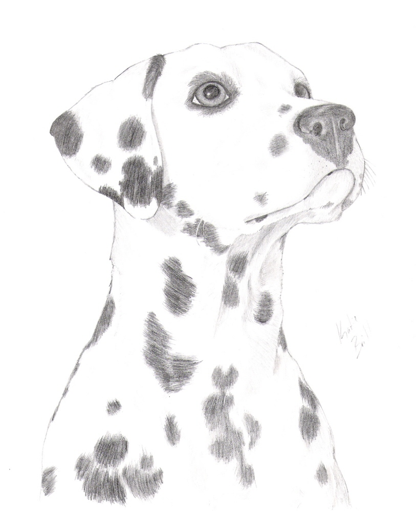 Dalmatian by MountainLilly