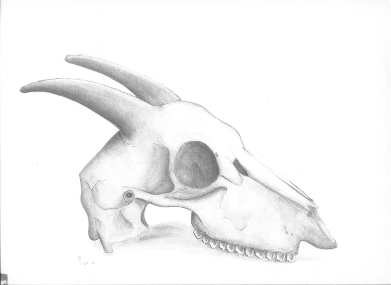 Goat skull by mangacheese1818