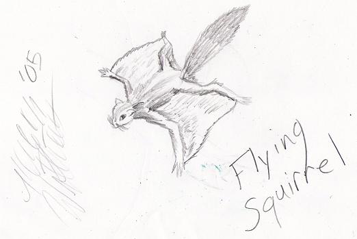 Flying Squirrel by megan_williams52