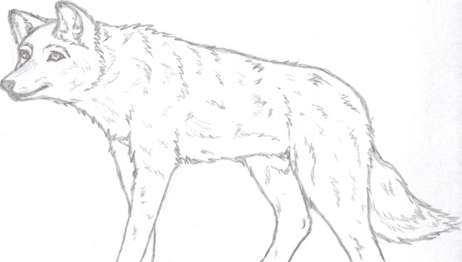 Wolf sketch-ness-ness by mikita_inugirl