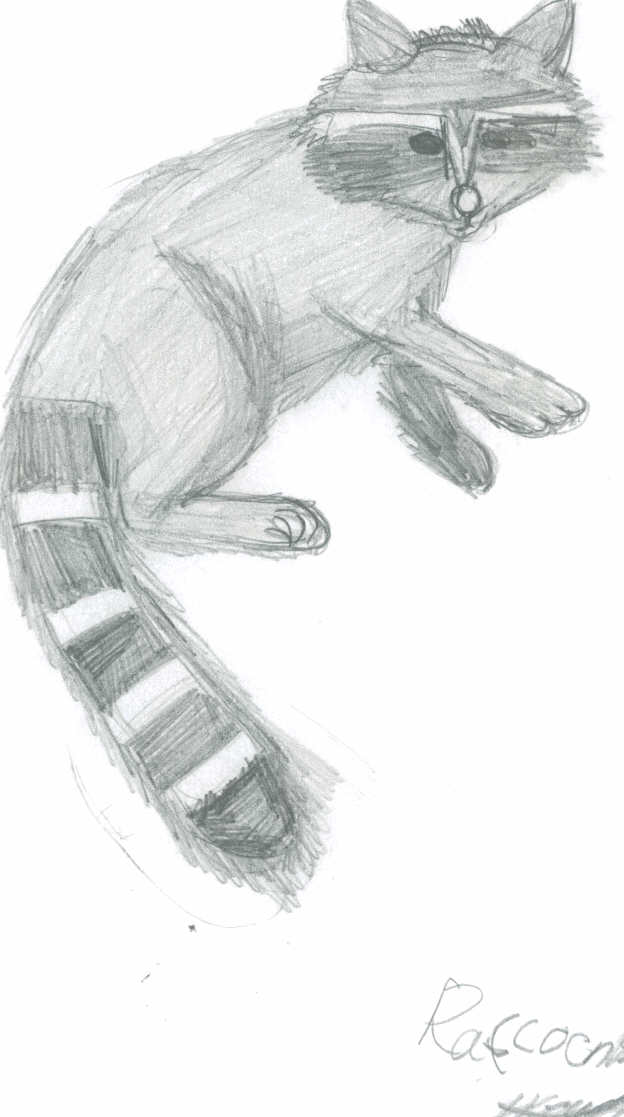 a raccoon sketch by minieero