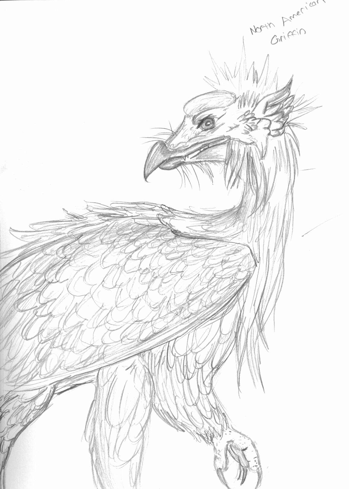 Griffin by missFangirl3432whee