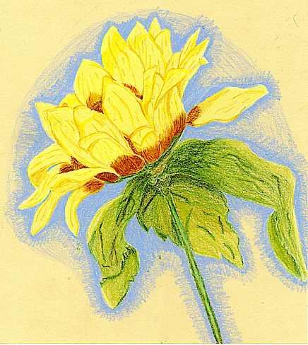 sunflower by moonatnoon28
