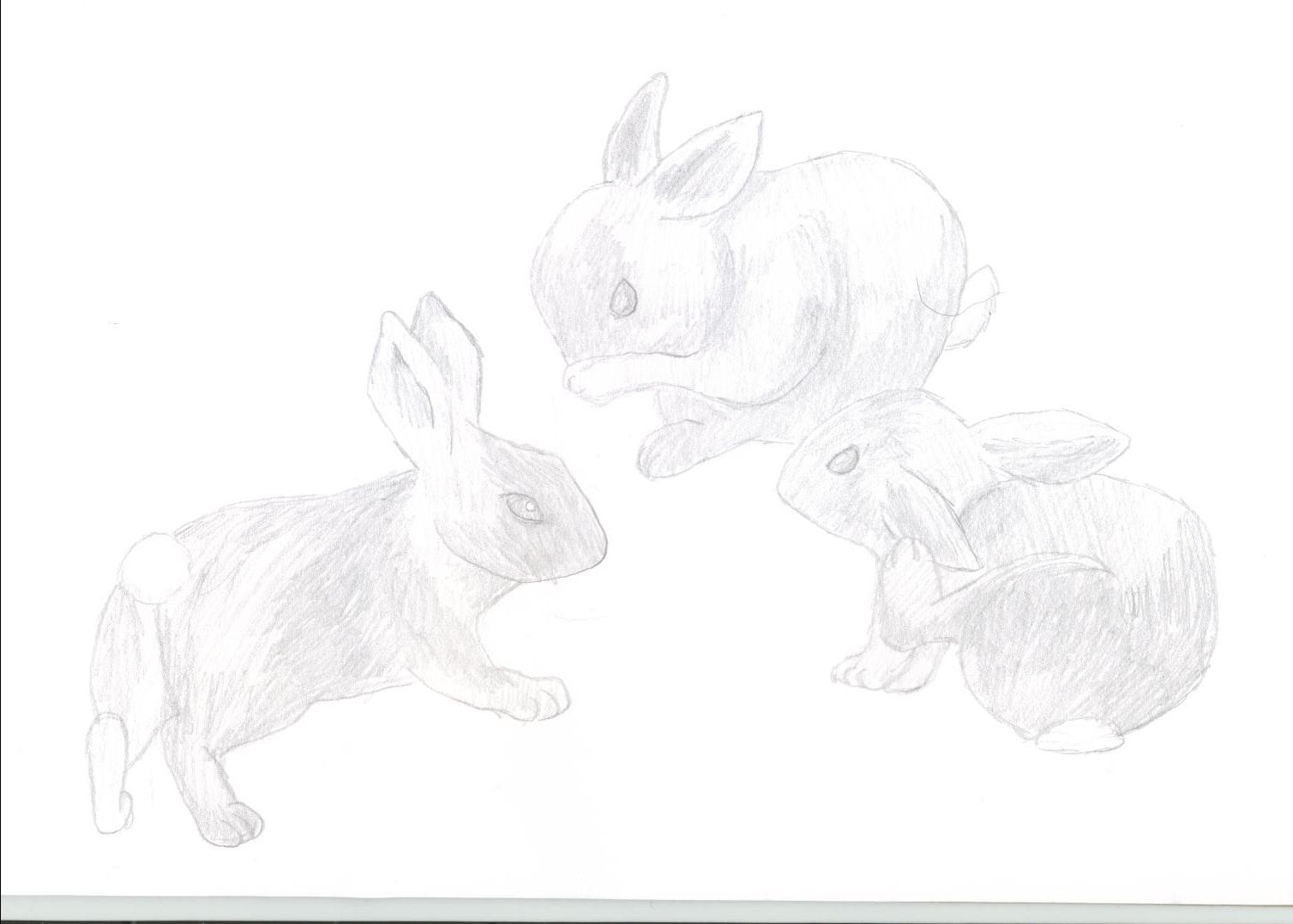 Bunnies!! by morton235