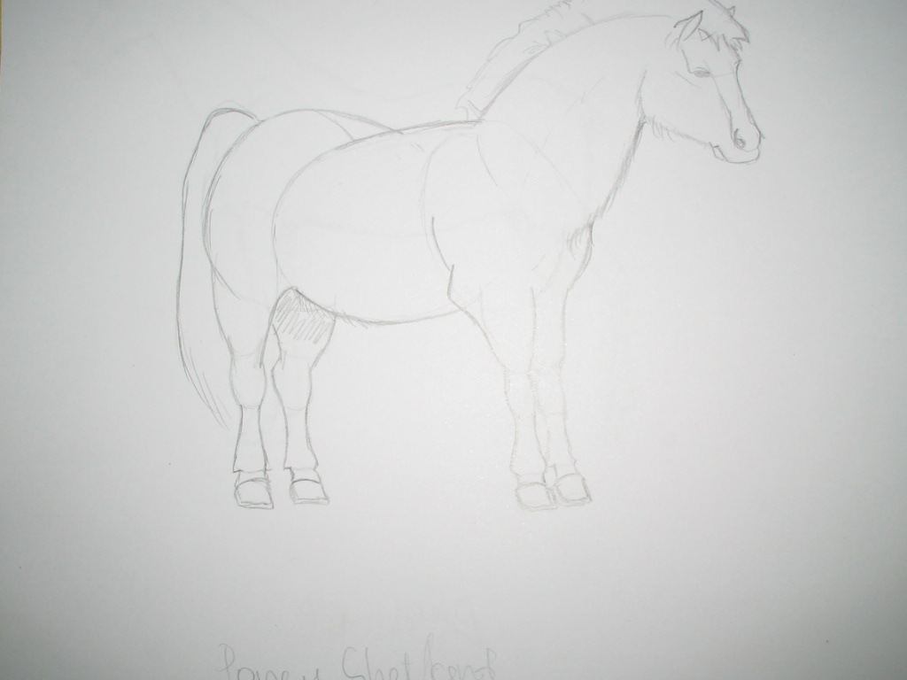 Shetland Pony by mushu262