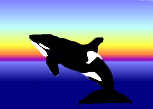 killer whale by myspace789