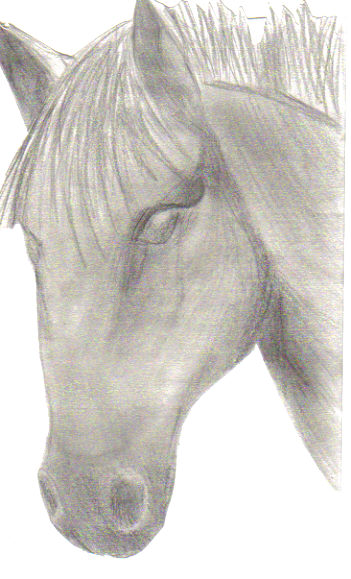 Horse's head by Natalijka
